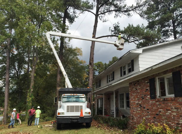 How Our Tree Care Process Works  in  Horizon West, FL